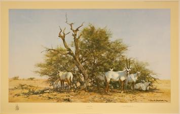 Arabian Oryx 1990 2